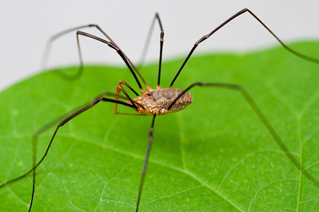 Daddy Longlegs Tea Band